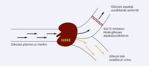 Niere_LV